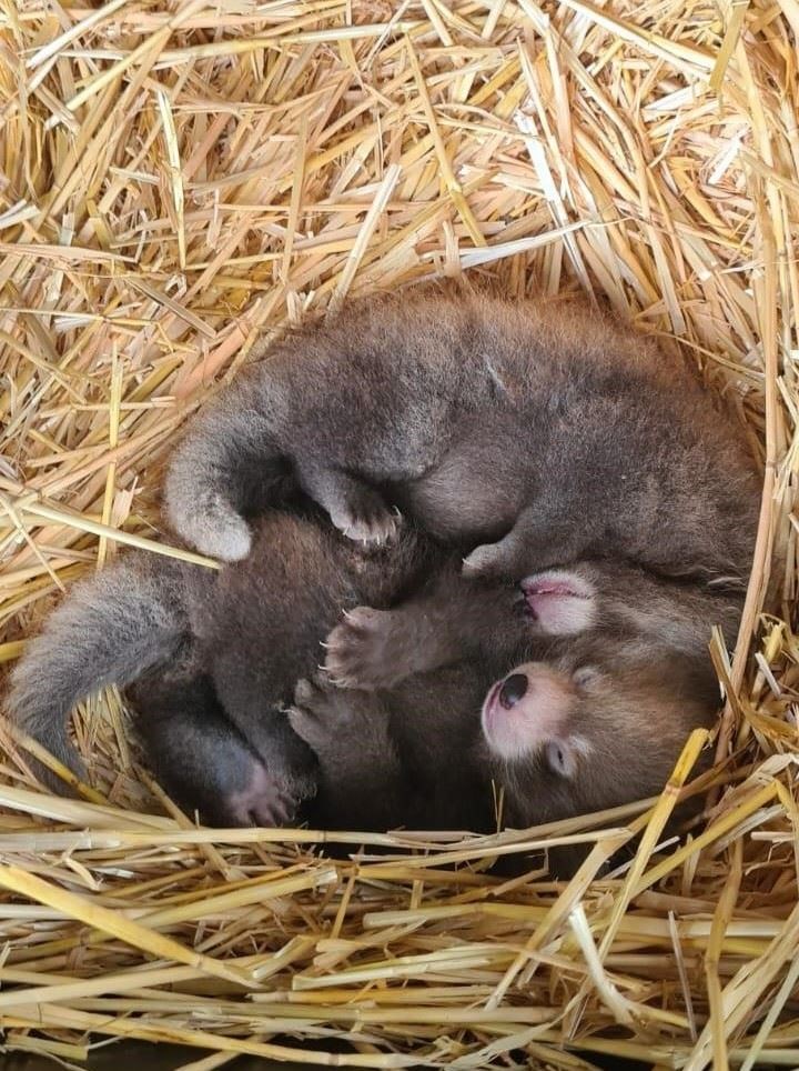 The twin cubs have not left the nesting box yet (ZSL/PA)