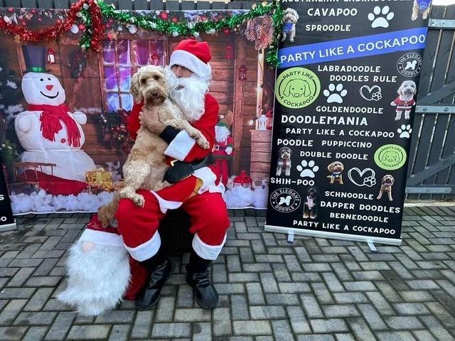 A cockapoo party is coming to Elgin in December.