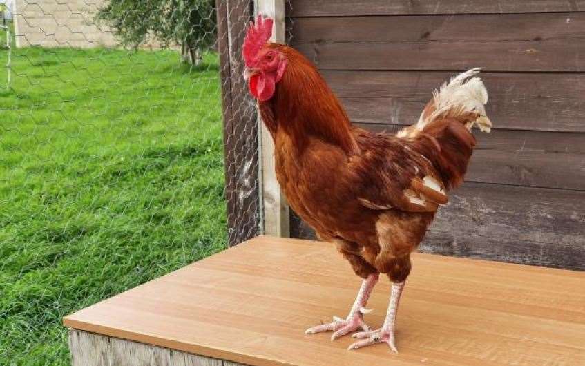Rob the cockerel is looking for a new home.